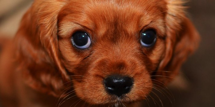 3840x2400 mg62-cute-puppy-wallpaper - Papers.co