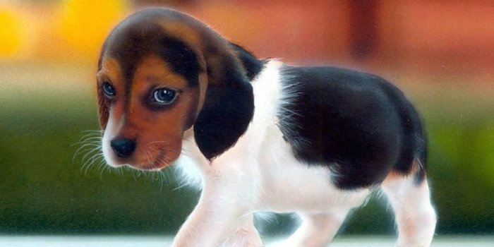 1024x768 Very Cute Puppy Wallpapers. - latest tech tips
