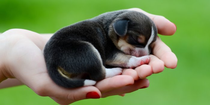 1680x1050 cute, Puppy Wallpapers HD / Desktop and Mobile Backgrounds