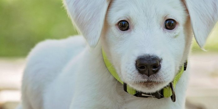 2048x2732 Cute Puppy Wallpaper - iPhone, Android & Desktop Backgrounds