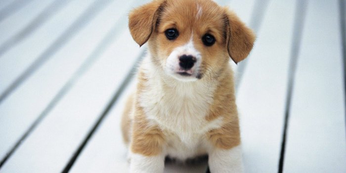 1920x1080 Data Src Best Puppy Wallpaper For Computer For Htc - Puppy Cute Baby Dog -  1920x1080 Wallpaper - teahub.io
