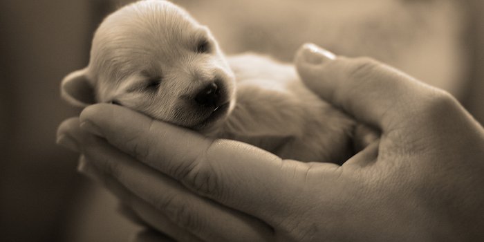 1280x800 Cute Puppies :) - Puppies Wallpaper (22040942) - Fanpop