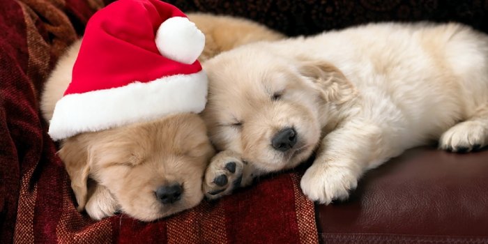 1600x1000 Puppy Wallpapers - Pets Cute and Docile