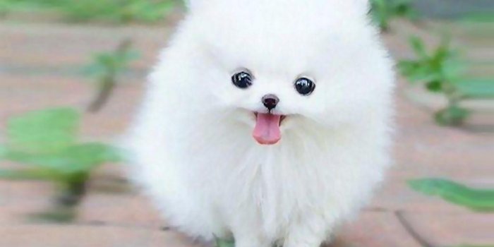 1024x768 Cute Puppies & Pet Dog Images & Wallpapers hd Free Download