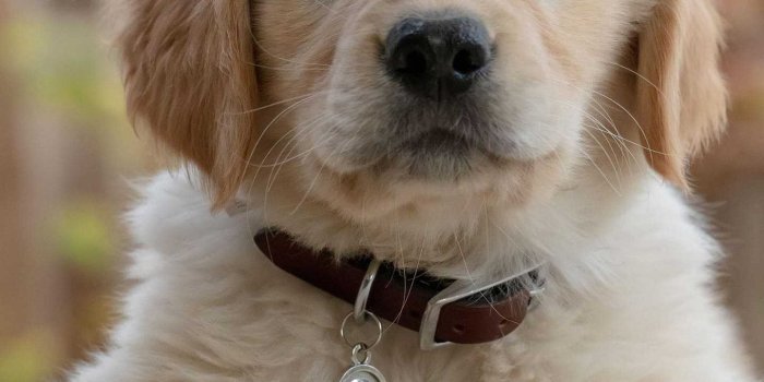 1440x2560 Cute Puppy Wallpaper - iXpap