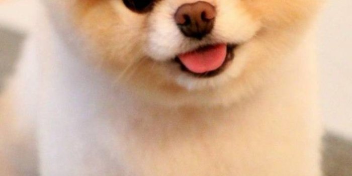 720x1280 Cute puppies wallpaper - Wallpaper Sun