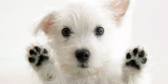 1280x800 Cute Puppy wallpaper | 1280x800 | #58328