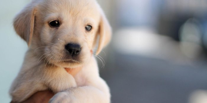 1920x1200 Cute Puppy Wallpaper, Dog, Pet, Face, Hand • Wallpaper For You