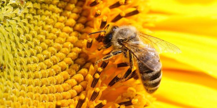 1920x1080 24 Bee Wallpapers - Wallpaperboat