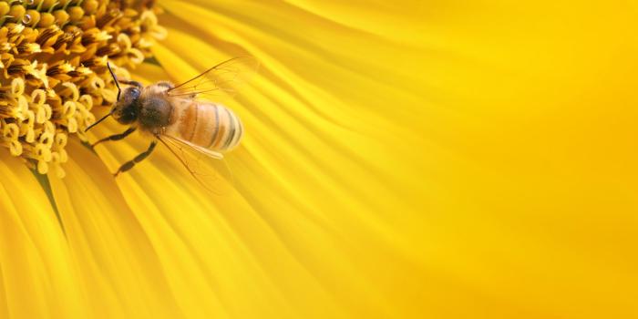 1920x1200 Bee Wallpaper Hd - 1920x1200 Wallpaper - teahub.io