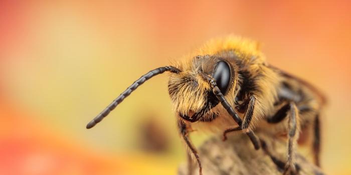 1680x1050 Free download Bee Wallpapers HD Pictures One HD Wallpaper Pictures  Backgrounds [1680x1050] for your Desktop, Mobile & Tablet | Explore 48+ Bee  Wallpaper Desktop | Honey Bee Wallpaper, Honey Bee Wallpaper for