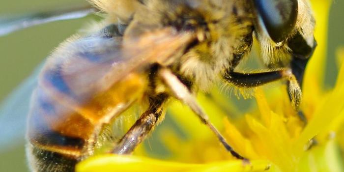 1080x1920 Bee HD Wallpaper for Android - APK Download