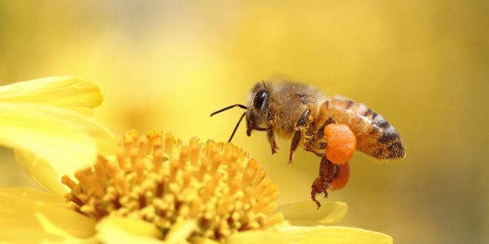 1920x1080 honey, Bee, Pollinating, Flower, Yellow Wallpapers HD / Desktop and Mobile  Backgrounds