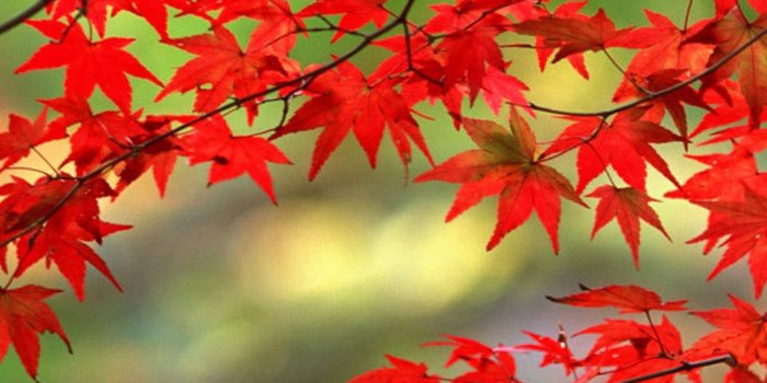 1080x1920 50 Bright Phone Wallpaper HD Backgrounds For Andriod And iOS Devices