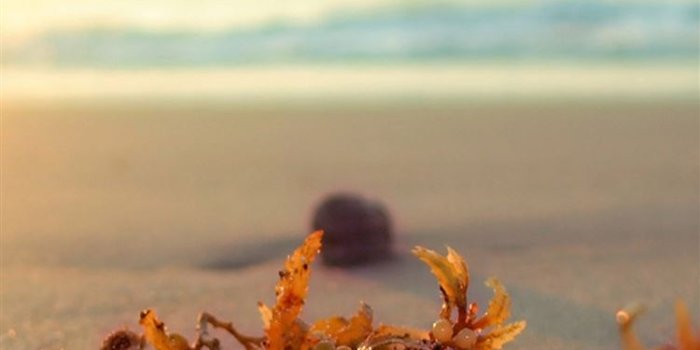750x1334 Summer Bright Sunshine Beach Kelp iPhone 8 Wallpapers Free Download