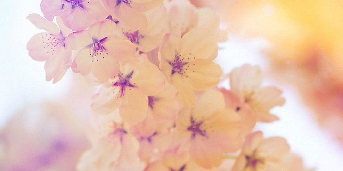 1080x1920 Warm Bright Spring Cherry Bloom Branch Macro iPhone 6 Wallpaper Download |  iPhone Wallpapers, iPad wallpapers One… | Cherry blooms, Blossom flower,  Spring wallpaper