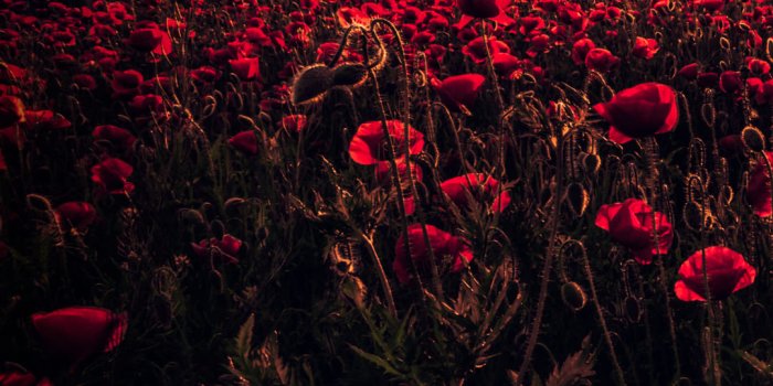 1080x1920 Flowers HD Wallpapers - Top Quality Full HD Flowers Wallpapers Download