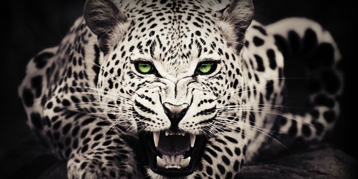 1920x1080 Black Cheetah Wallpapers - Top Free Black Cheetah Backgrounds -  WallpaperAccess