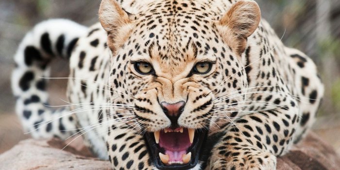 1680x1050 Cheetah HD Wallpapers - Top Free Cheetah HD Backgrounds - WallpaperAccess