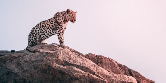 1080x1394 500+ Cheetah Pictures [HD] | Download Free Images on Unsplash