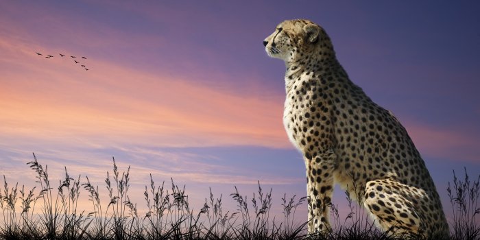 2560x1600 400+ Cheetah Wallpapers