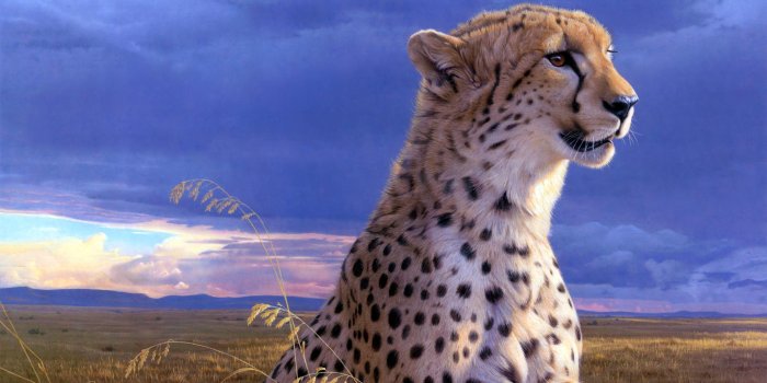 2930x1710 Cheetah Cool Wallpapers - Top Free Cheetah Cool Backgrounds -  WallpaperAccess