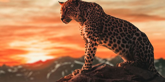 1920x1080 Cheetah Wallpapers : Top Best Quality Cheetah Backgrounds Download (4k.HD)