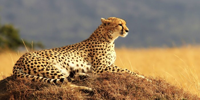 2560x1440 Cheetah Wallpapers • TrumpWallpapers