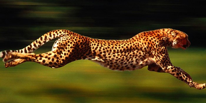 1600x1200 Wallpapers Cheetah