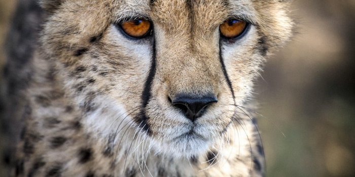 1000x1500 500+ Cheetah Pictures [HD] | Download Free Images on Unsplash