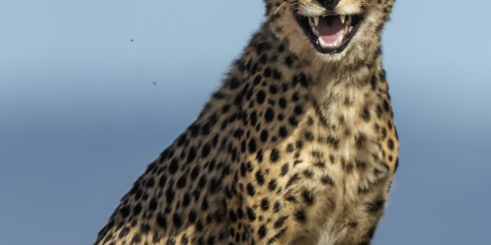 1440x2960 Wallpaper 705497 Data Src Vertical Cheetah Wallpaper - Cheetah Wallpaper  For Phone - 1440x2960 Wallpaper - teahub.io