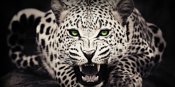 1920x1080 White Cheetah Wallpapers