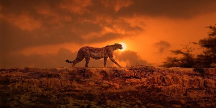1920x1080 Cheetah Wallpapers - Download High Quality Cheetah Wallpapers