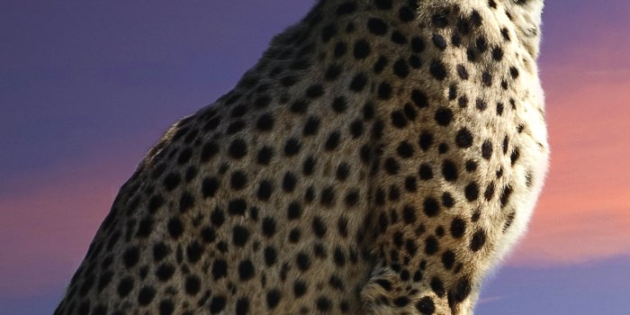 1080x1920 Beautiful Cheetah iPhone 6S Plus Wallpaper​ | Gallery Yopriceville -  High-Quality Free Images and Transparent PNG Clipart