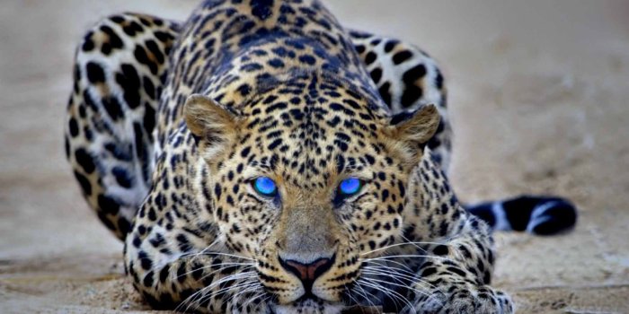 1920x1200 Cheetah HD Wallpapers - Top Free Cheetah HD Backgrounds - WallpaperAccess