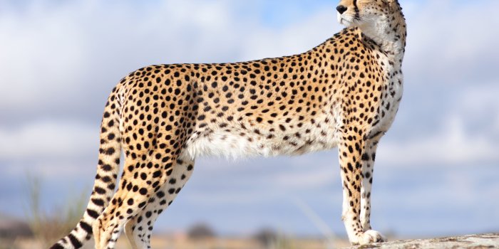 2560x1600 Free download Cheetah Wallpapers HD Pictures Live HD Wallpaper HQ  [2560x1600] for your Desktop, Mobile & Tablet | Explore 74+ Cheetah  Wallpaper | Paint and Wallpaper Ideas,