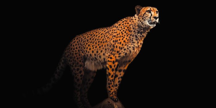 1280x853 Wallpaper Background Cheetah - Free photo on Pixabay
