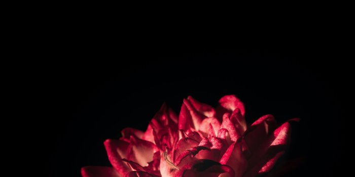 2744x4090 100,000+ Best Red And Black Background Photos · 100% Free Download · Pexels  Stock Photos