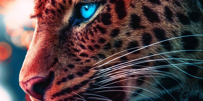 3840x2160 Cheetah Magical Eyes 4k, HD Animals, 4k Wallpapers, Images, Backgrounds,  Photos and Pictures