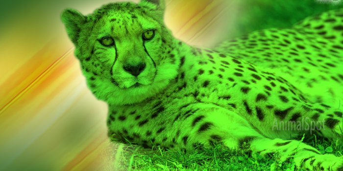 1920x1080 Cheetah Wallpapers - Animal Spot