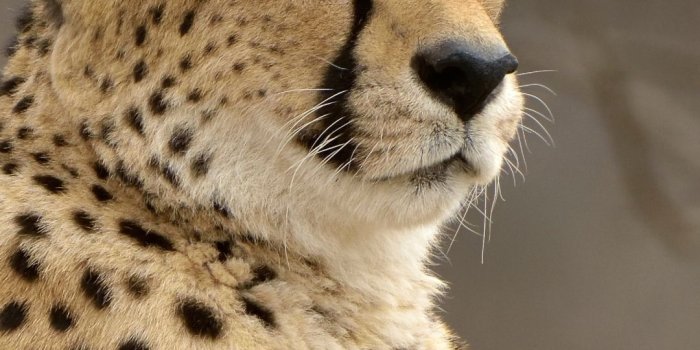 1080x1920 Animal / Cheetah (1080x1920) Mobile Wallpaper | Animals, Animals beautiful,  Wild cats