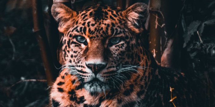 1080x1920 Cheetah Wallpapers - Top Best 4k Cheetah Backgrounds Download [ HD ]