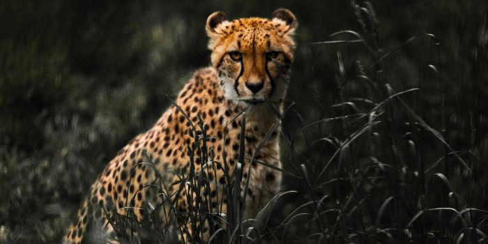 2560x1707 200+ Best Cheetah Photos · 100% Free Download · Pexels Stock Photos