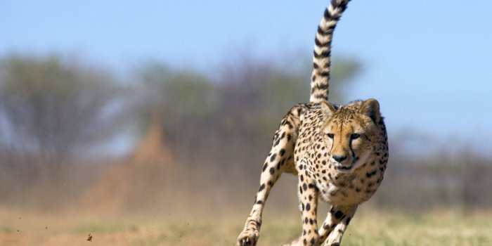 1920x1200 Wallpapers For > Cheetah Running Wallpaper | Jaguar animal, Lion pictures, Cheetah  wallpaper