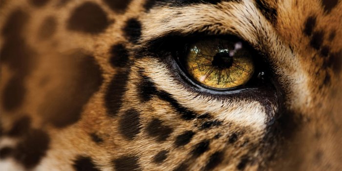 1920x1080 Cheetah Wallpapers HD - PixelsTalk.Net