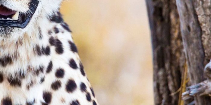 1440x2960 1440x2960 Cheetah Samsung Galaxy Note 9,8, S9,S8,S8+ QHD Wallpaper, HD  Animals 4K Wallpapers, Images, Photos and Background - Wallpapers Den