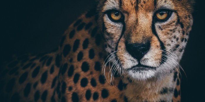 1332x850 Wallpaper look, portrait, Cheetah images for desktop, section кошки -  download