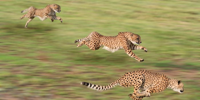 2560x1600 400+ Cheetah Wallpapers