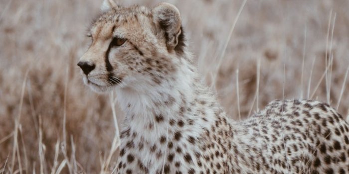1080x1920 Cheetah Wallpapers - Top 35 Best Cheetah Backgrounds Download