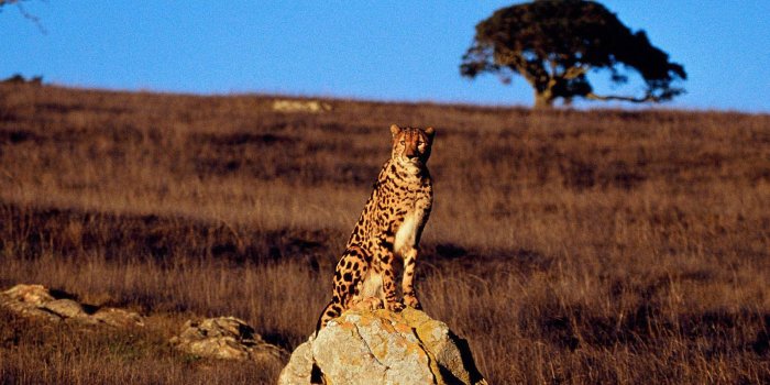 1600x1200 Free Cheetah Wallpaper - Animals Town
